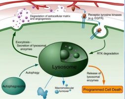 Màng Lysosome