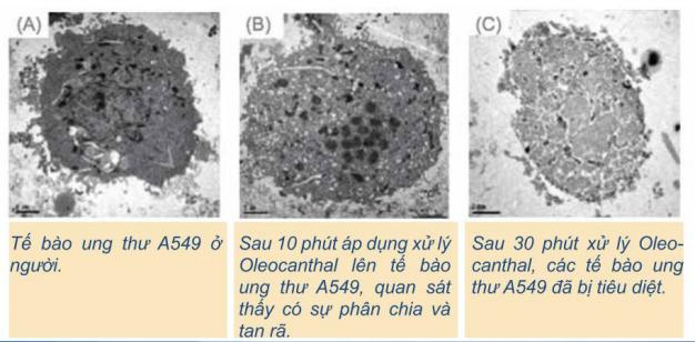 Xử Lý Oleocanthal